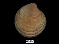 藏品(環文蛤)的圖片